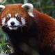 Illustration for article titled All you have to do to help feed this adorable red panda is drink beer